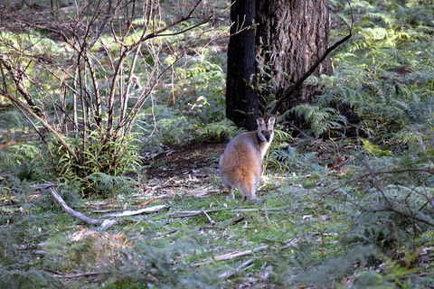 Jenolan Caves - Wildlife And Caves - NT Tourism 4