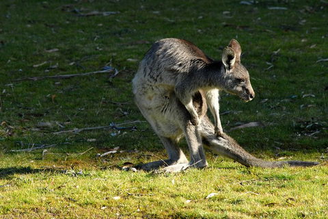 Jenolan Caves - Wildlife And Caves - NT Tourism 7
