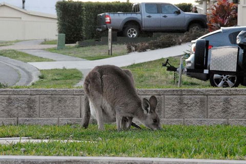 Urban Kangaroos And Pelican Feeding - NT Tourism 3