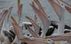 Urban Kangaroos And Pelican Feeding - thumb 5