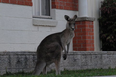 Urban Kangaroos And Pelican Feeding - NT Tourism 0