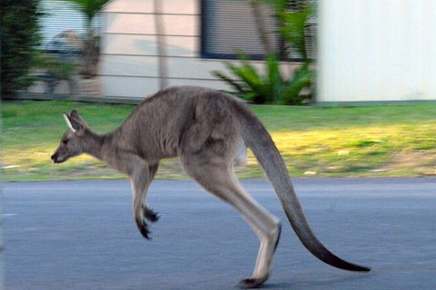 Urban Kangaroos And Pelican Feeding - NT Tourism 1