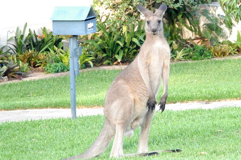 Urban Kangaroos And Pelican Feeding - NT Tourism 4