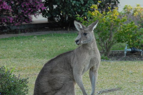 Urban Kangaroos - Accommodation NT 1