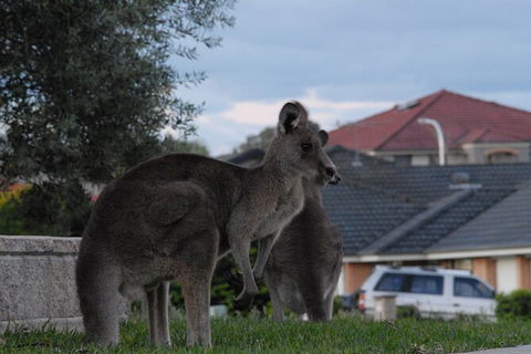 Urban Kangaroos - Accommodation NT 4