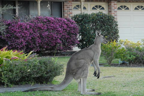 Urban Kangaroos - Accommodation NT 0