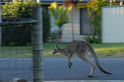 Urban Kangaroos - Accommodation NT 3