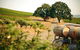 Private Hunter Valley Tour - thumb 3