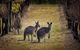 Private Hunter Valley Tour - thumb 2