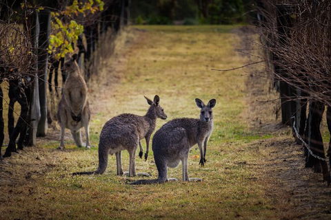 Private Hunter Valley Tour - Accommodation NT 2