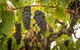Private Hunter Valley Tour - thumb 8