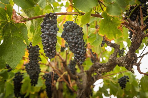 Private Hunter Valley Tour - Accommodation NT 8