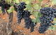 Hunter Valley Private Tour - thumb 14