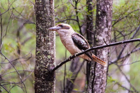 Blue Mountains Private Charter - Accommodation NT 17