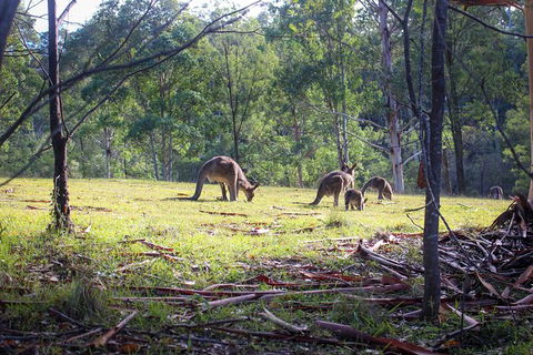 Blue Mountains Private Charter - Accommodation NT 24