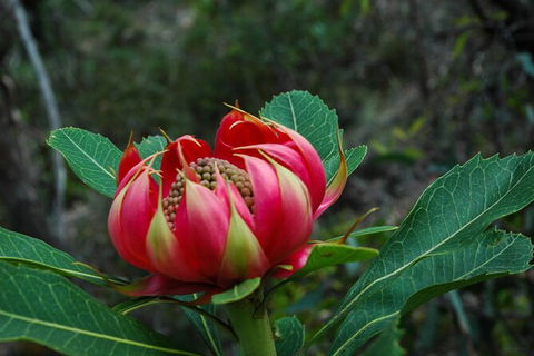 Blue Mountains Private Charter - Accommodation NT 7