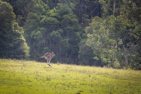 Blue Mountains Private Charter - Accommodation NT 23