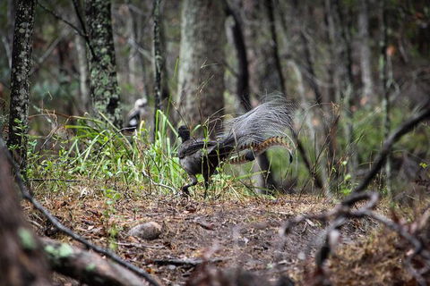 Blue Mountains Private Charter - Accommodation NT 6