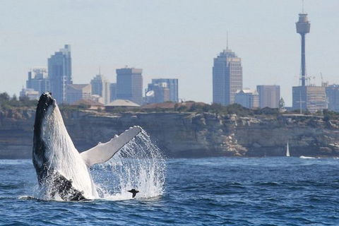 Whales Of Sydney Safari - Accommodation NT 1