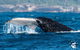 Whales Of Sydney Safari - thumb 2