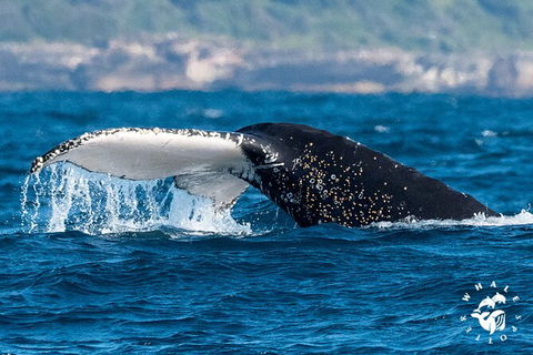 Whales Of Sydney Safari - Accommodation NT 2