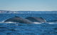 Whales Of Sydney Safari - thumb 3
