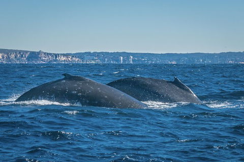 Whales Of Sydney Safari - Accommodation NT 3