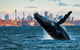 Whales Of Sydney Safari - thumb 0