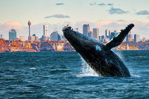 Whales Of Sydney Safari - Accommodation NT 0