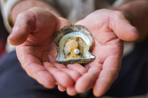 Australian Pearl Experience & Kangaroo Encounter Day Trip From Sydney - Accommodation NT 3