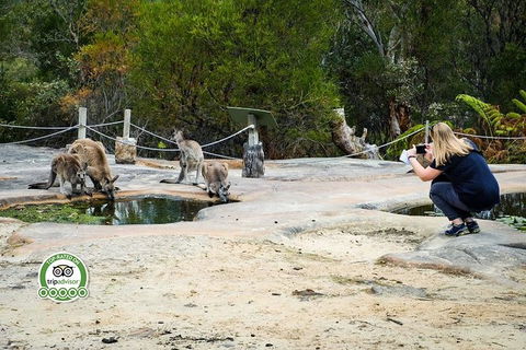 Australian Pearl Experience & Kangaroo Encounter Day Trip From Sydney - Accommodation NT 4