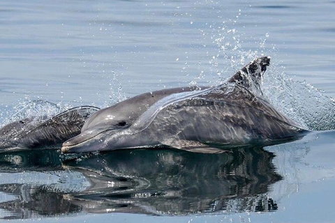 Julian Rocks Byron Bay Cruise - Accommodation NT 1