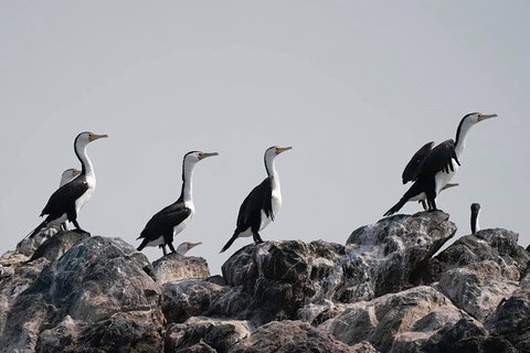 Julian Rocks Byron Bay Cruise - Accommodation NT 10