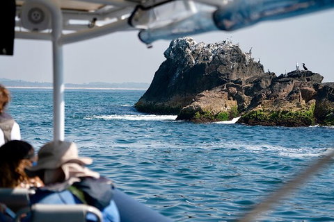 Julian Rocks Byron Bay Cruise - Accommodation NT 20