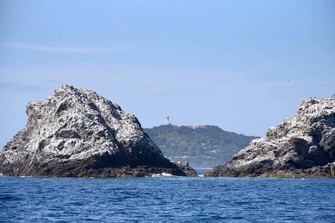 Julian Rocks Byron Bay Cruise - Accommodation NT 14