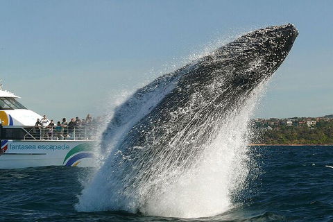 2hr Explorer Cruise - Sydney\'s Best Value Whale Watching Cruise - Accommodation NT 0