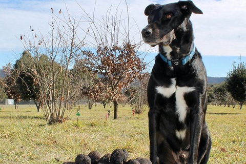 Truffle Hunts With Lunch - Southern Highlands - Accommodation NT 3