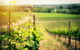 Wine Wine Fine Dine - Southern Highlands - thumb 4