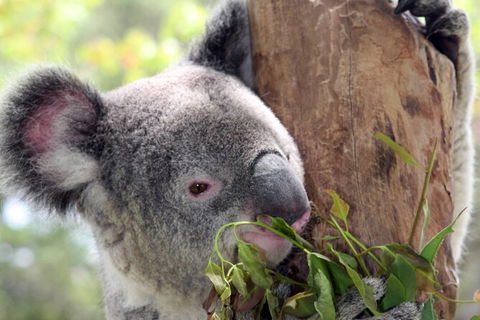 Private 10-hour Tour To Blue Mountains From Sydney - Hotel Pick Up & Drop Off - Accommodation NT 2