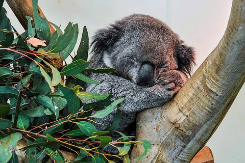 Blue Mountains Highlights, Wildlife Park And Scenic World Full Day Private Tour - Accommodation NT 1