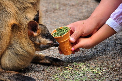 Blue Mountains Highlights, Wildlife Park And Scenic World Full Day Private Tour - Accommodation NT 3