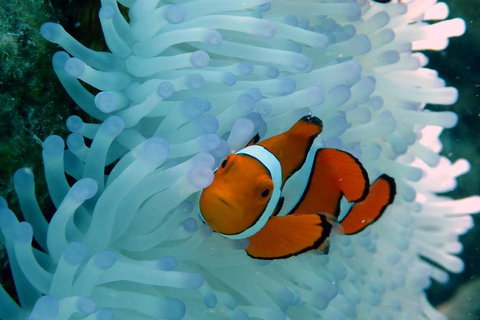 Seastar Luxury Outer Great Barrier Reef Island And Reef Tour From Cairns - Accommodation NT 8