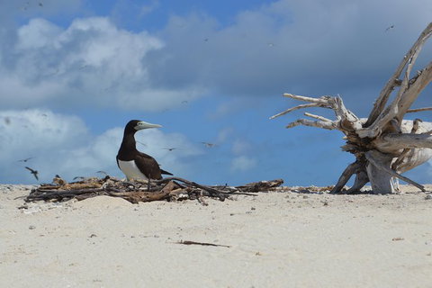 Seastar Luxury Outer Great Barrier Reef Island And Reef Tour From Cairns - Accommodation NT 10