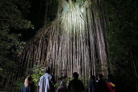 Atherton Tablelands Rain Forest By Night From Cairns - NT Tourism 3