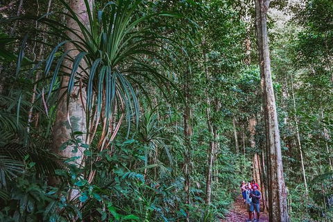 Atherton Tablelands Rain Forest By Night From Cairns - NT Tourism 0