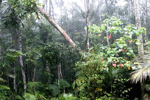 Atherton Tablelands Rain Forest By Night From Cairns - NT Tourism 4