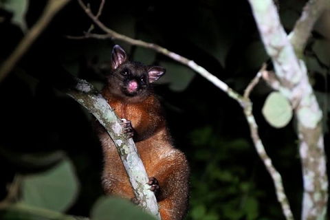 Atherton Tablelands Rain Forest By Night From Cairns - NT Tourism 2