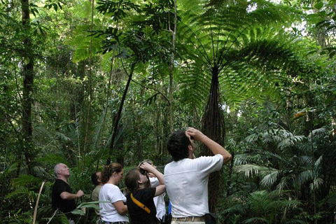 Atherton Tablelands Rain Forest By Night From Cairns - NT Tourism 6