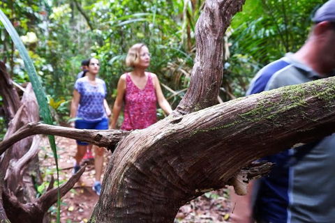 Atherton Tablelands Rain Forest By Night From Cairns - NT Tourism 8