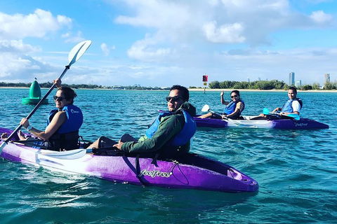 Half Day Dolphin Kayaking And Snorkeling Tour - Accommodation NT 5
